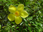 yellow flower