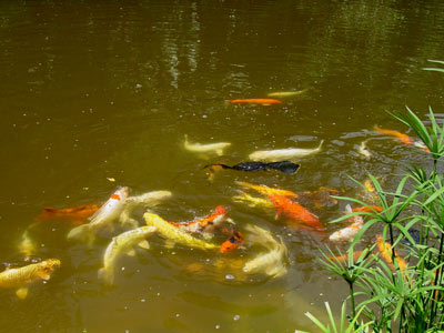 fish